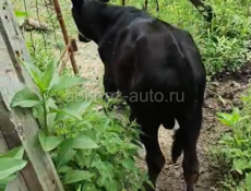 Продаю 