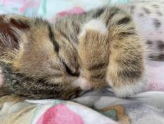 ОТДАМ В ДОБРЫЕ РУКИ КОТЁНКА МАЛЬЧИКА