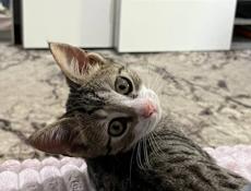 ОТДАМ В ДОБРЫЕ РУКИ КОТЁНКА МАЛЬЧИКА