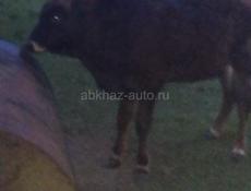Продаётся бычок