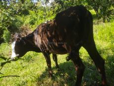 Продается тёлка 50 кг за 35000 р