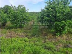 УЧАСТОК С ФУНДАМЕНТОМ И ОРЕХОВЫМ САДОМ