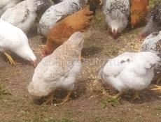 Продам курей петухов 40-50 штук