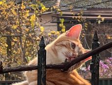Отдам рыжего кота в добрые руки 