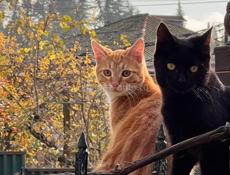Отдам рыжего кота в добрые руки 