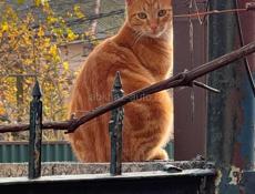Отдам рыжего кота в добрые руки 