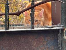 Отдам рыжего кота в добрые руки 