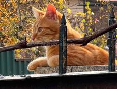 Отдам рыжего кота в добрые руки 