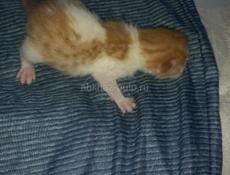Три котенка
