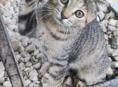Отдам котят и кошку вислоухих просто так 