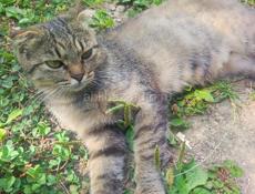 Отдам котят и кошку вислоухих просто так 