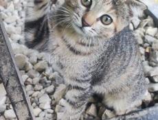 Отдам котят и кошку вислоухих просто так 