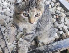 Отдам котят и кошку вислоухих просто так 