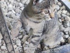 Отдам котят и кошку вислоухих просто так 