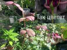 Саженцы (уличные растения!)