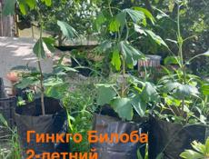 Саженцы (уличные растения!)