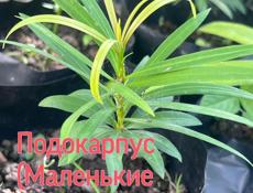 Саженцы (уличные растения!)