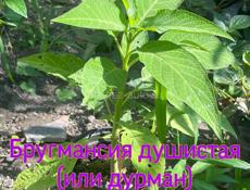 Саженцы (уличные растения!)