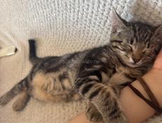 Кто меня заберет ? 😸