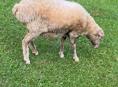 ПРОДАЮ БАРАШКУ 🐑ДЕВОЧКА КГ25 НЕ БЕРЕМЕННАЯ