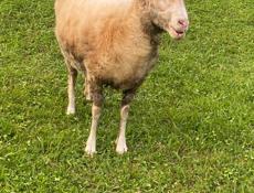 ПРОДАЮ БАРАШКУ 🐑ДЕВОЧКА КГ25 НЕ БЕРЕМЕННАЯ