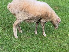 ПРОДАЮ БАРАШКУ 🐑ДЕВОЧКА КГ25 НЕ БЕРЕМЕННАЯ