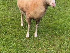 ПРОДАЮ БАРАШКУ 🐑ДЕВОЧКА КГ25 НЕ БЕРЕМЕННАЯ