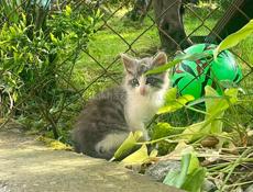 Отдам котят 