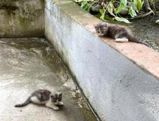 Отдам котят 