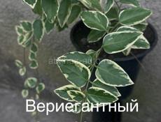 Комнатные цветы разные 