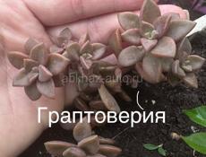 Комнатные цветы разные 