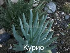 Комнатные цветы разные 