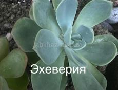 Комнатные цветы разные 