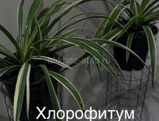 Комнатные цветы разные 