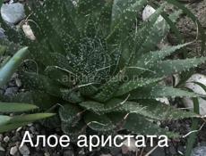 Комнатные цветы разные 