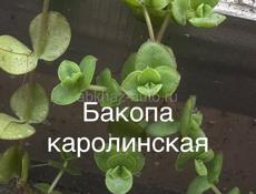 Комнатные цветы разные 