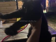 Веслоухая, нашел на берегу