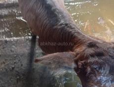 Продается бычок 