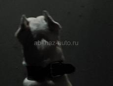 Кане-Корсо 