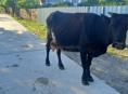 Продам дойную корову