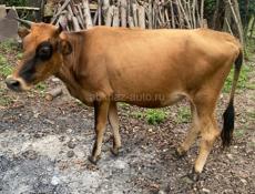 ПРОДАЁТСЯ КОРОВА🐮 МОЛОДАЯ КГ 80