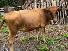 ПРОДАЁТСЯ КОРОВА🐮 МОЛОДАЯ КГ 80