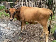 ПРОДАЁТСЯ КОРОВА🐮 МОЛОДАЯ КГ 80