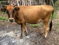 ПРОДАЁТСЯ КОРОВА🐮 МОЛОДАЯ КГ 80