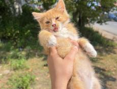 Котята в добрые руки 