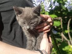 Котята