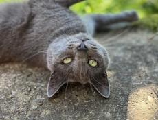 Кошка Русская голубая ищет дом