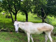 Лошадь 🐴 
