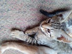 Отдам котят в добрые руки 
