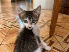 Чудесный котёнок в добрые руки 